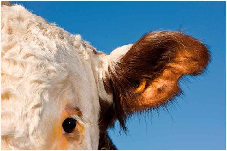 CBAM碳關稅機制推動適用碳減排行業(yè)解決方案領域需求