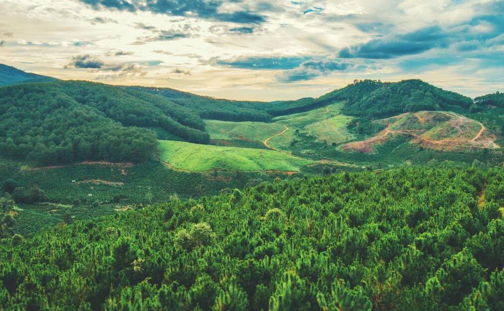 CCER碳排放林業(yè)碳匯交易采用碳排放流程方式