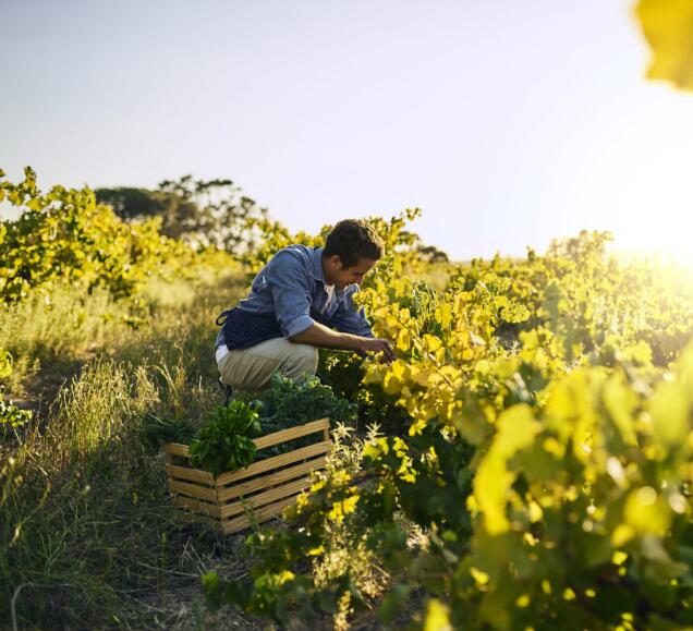 Regenagri再生農(nóng)業(yè)認(rèn)證對(duì)農(nóng)產(chǎn)品碳信用市場(chǎng)流程標(biāo)準(zhǔn)