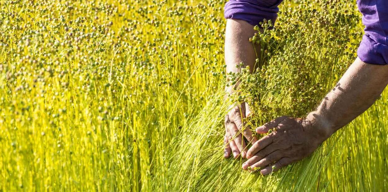 EUROPEANFLAX歐麻認證對紡織行業監管連環節標準