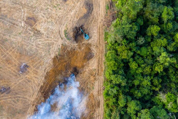 EUDR歐盟零毀林法案對森林行業過渡期實施法規標準