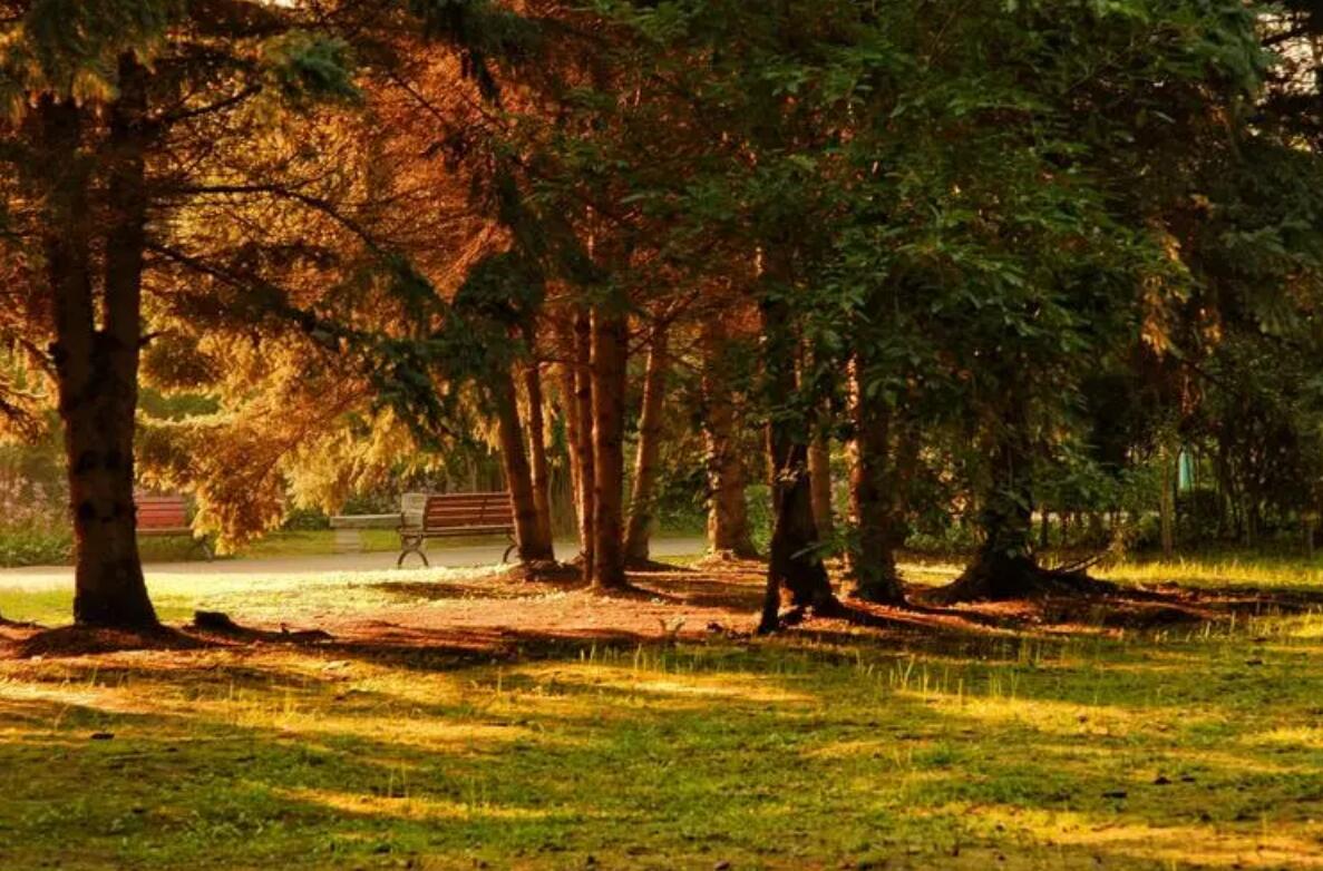 CCER碳市場交易對林業碳匯開發建議措施基本要求