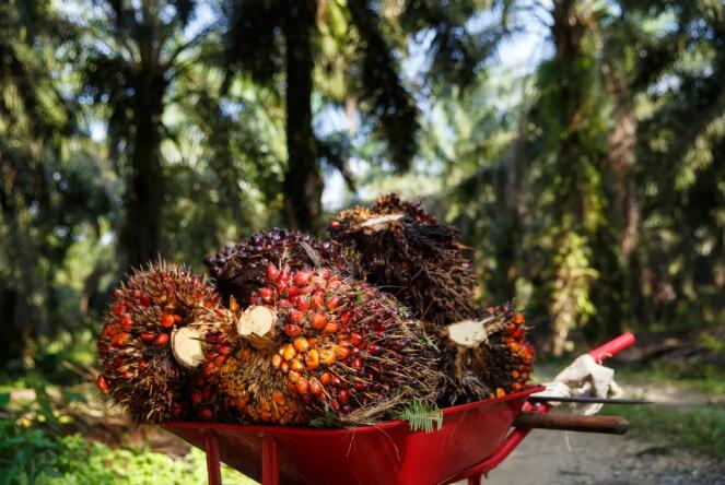 RSPO棕櫚油認證對國內棕櫚油行業加工可持續發展意義