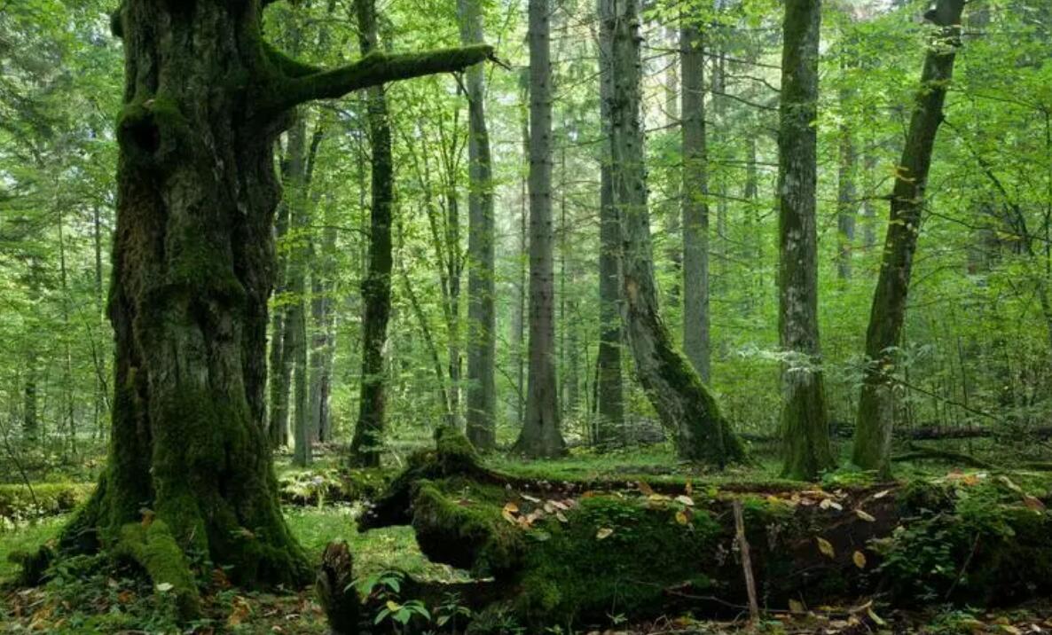 CDP碳披露對可持續行業發展問卷范圍排放目標因素標準