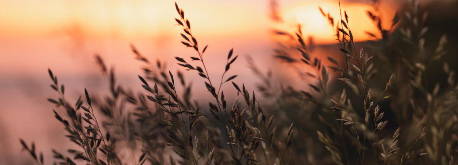 再生農業regenagri對農業產品追溯性環境管理框架標準