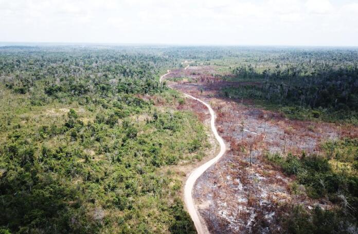 EUDR歐盟零毀林法案對可可種植可相關法規要求聲明標準