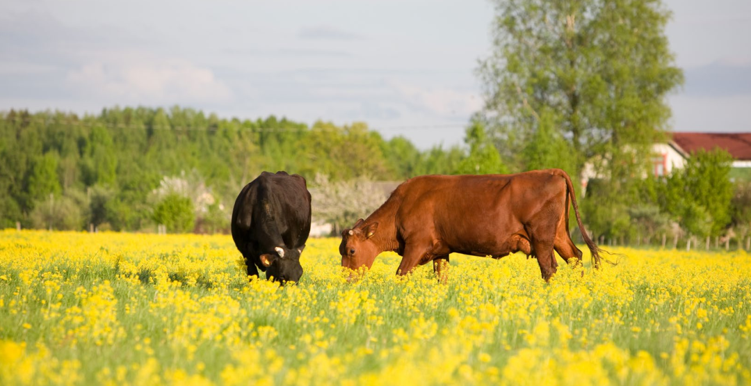 regenagri再生農業認證對可持續農場土壤種植碳排放評估流程標準