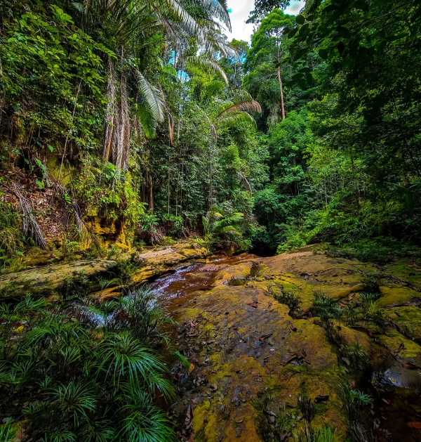 RSPO棕櫚油認證對棕櫚油種植產(chǎn)業(yè)鏈三種模式范圍標準要求