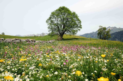 regenagri再生農(nóng)業(yè)對生態(tài)咖啡種植主要遵循原則標準規(guī)范