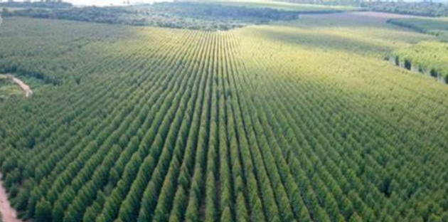 EUDR歐盟零毀林法案對出口原料申報披露注意事項