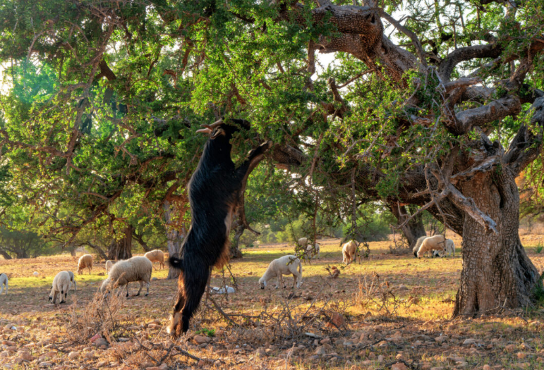 regenagri再生農業對農產品種植改善水能源管理方案標準