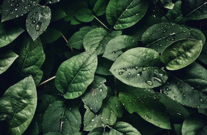 eudr歐盟零毀林法案涵蓋產品及將執行日期推遲12個月