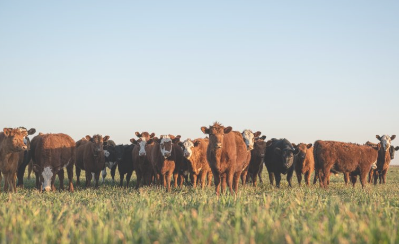 regenagri再生農業認證對農產品供應鏈可持續發展理念