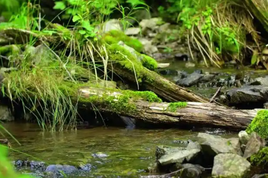 歐盟零毀林法案EUDR認證對出口行業三部分追溯核心標準