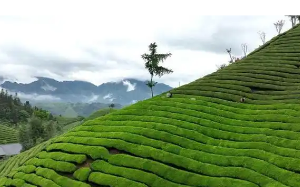 ISO14068碳中和對(duì)可持續(xù)發(fā)展企業(yè)碳排放實(shí)施遵循步驟流程