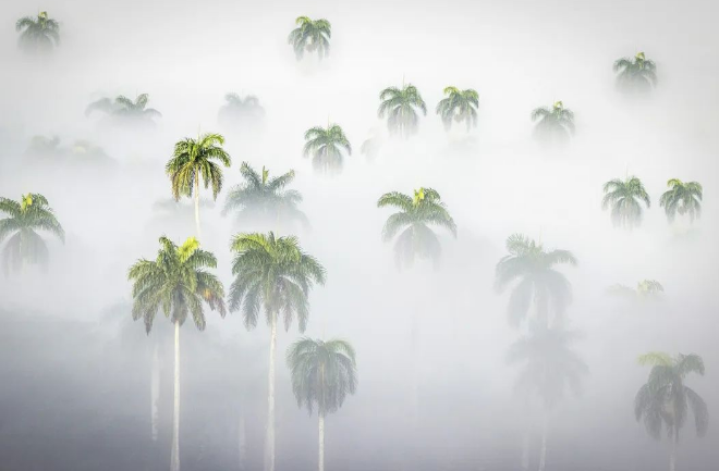 RSPO棕櫚油供應(yīng)鏈對(duì)棕櫚油行業(yè)生產(chǎn)加工條件及標(biāo)準(zhǔn)要求