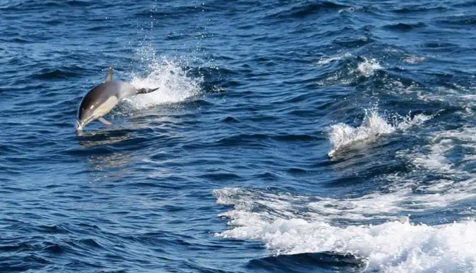 OBP海洋塑料認證對廢棄海洋廢棄料收集范圍及申請流程