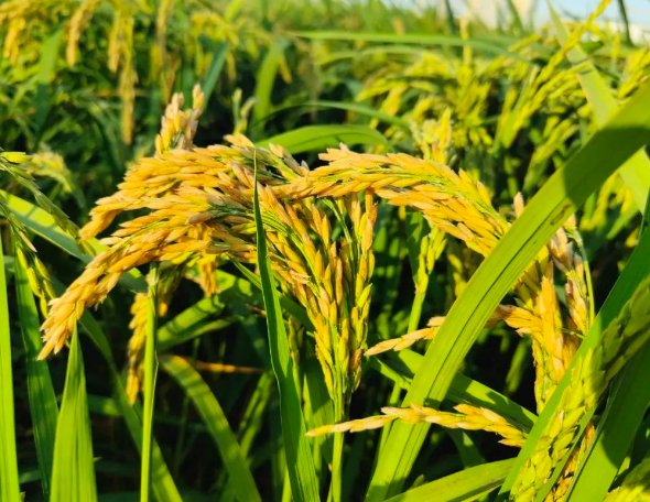 Regenagri認證后對農場供應鏈種植監管措主要包括范圍標準