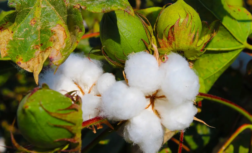 BCI棉花認證對紡織服裝企業(yè)申請流程需要注意事項要求