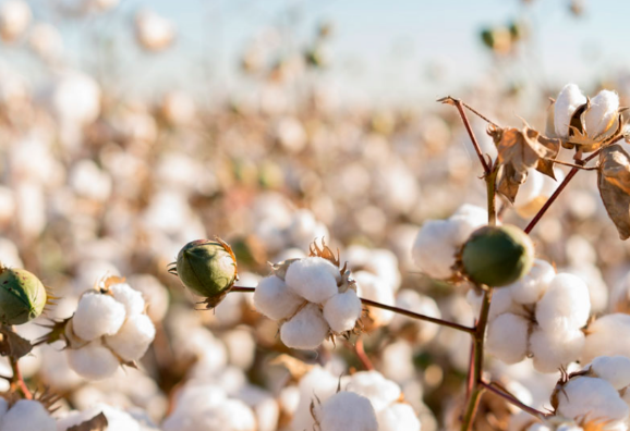BCI良好棉花標準對紡織服裝產(chǎn)品新增跡象關(guān)鍵更新要求標準
