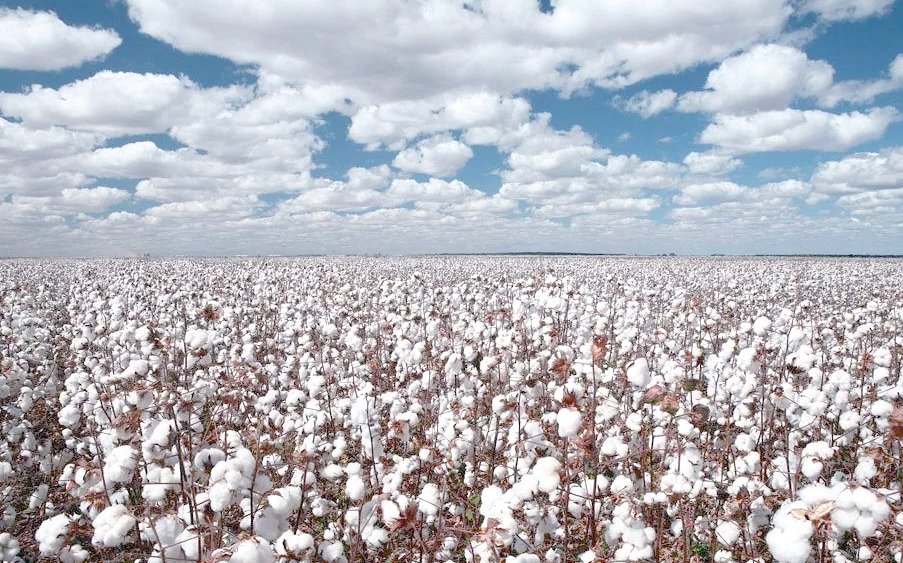 紡織服裝原料申請BCI良好棉花認證申請條件及原則標準