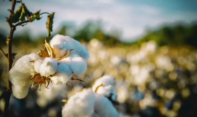 BCI良好棉花通過數字化工具實現棉花流通可追溯關鍵機制