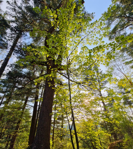  EUDR歐盟零毀林法案對樹木紙張原材料的具體要求追溯范圍