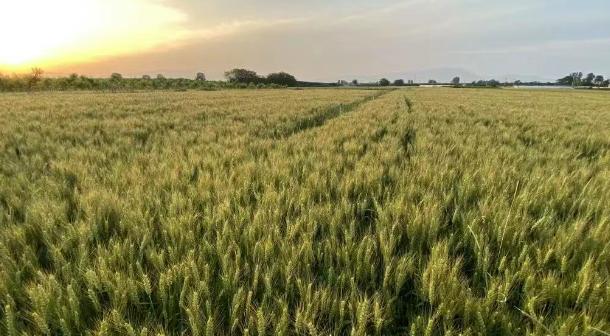 再生農業regenagri對農產品種植在碳排放相關內容范圍