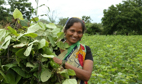BCI良好棉花認證對企業的流程關鍵管理體系評估要求