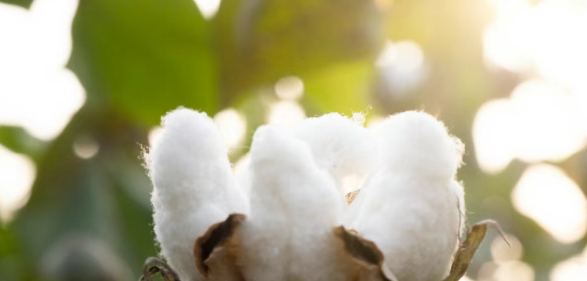 BCI良好棉花認證對企業生產加工原料在2025年的變化范圍
