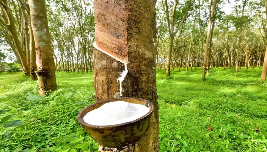 ecovadis社會責任評級對可持續企業評級管理體系標準