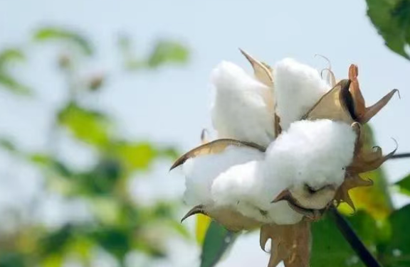 BCI良好棉花認證對紡織服裝企業優化實物監管鏈體系調整規范