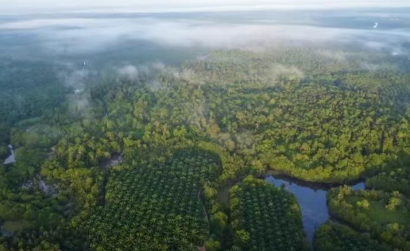 eudr歐盟零毀林法案對申報責任主體分類標準規范