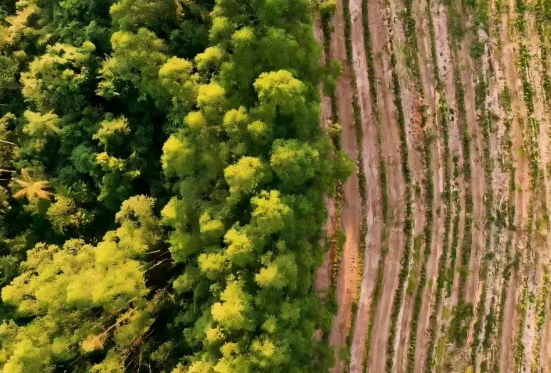 eudr歐盟零毀林法案對適用產品范圍申報事項要求