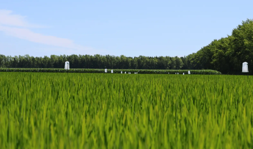 eudr歐盟零毀林法案對適用行業出口歐洲市場需要注意事項