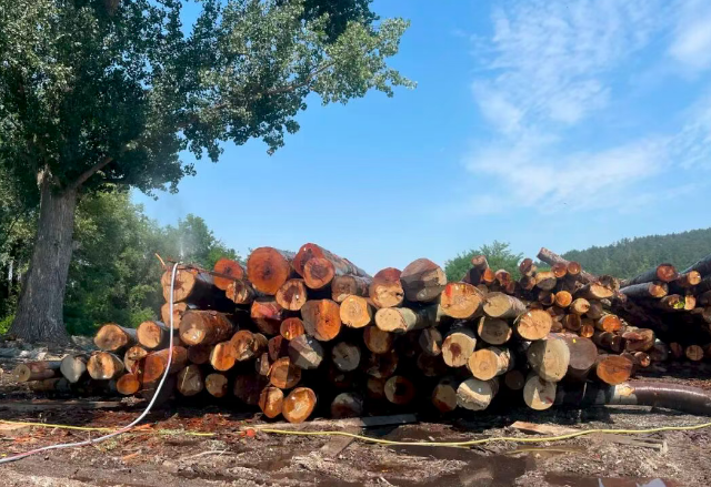 木材出口企業(yè)應(yīng)對(duì)EUDR流程步驟注意事項(xiàng)要求