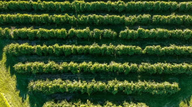 RSPO?棕櫚油認證對棕櫚油加工企業證書交易事項要求