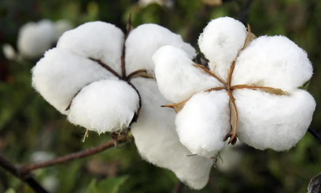 BCI良好棉花對紡織服裝行業審核文件清單規范要求標準