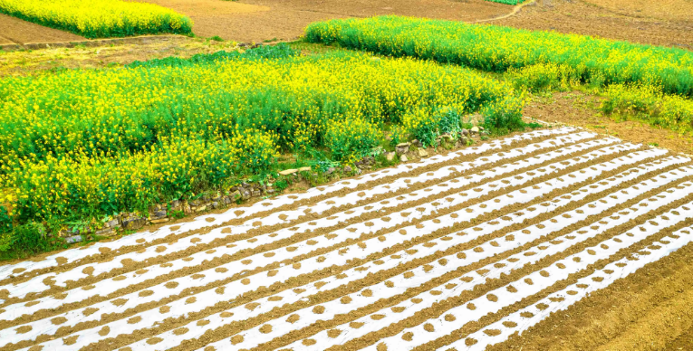 RegenAgri認證?對農產品種植有效降低種植過程中碳足跡
