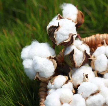 BCI良好棉花認證對紡織行業(yè)申請認證詳細流程規(guī)范