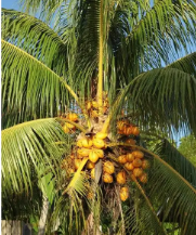 棕櫚樹種植企業通過RSPO認證的實操注意事項流程